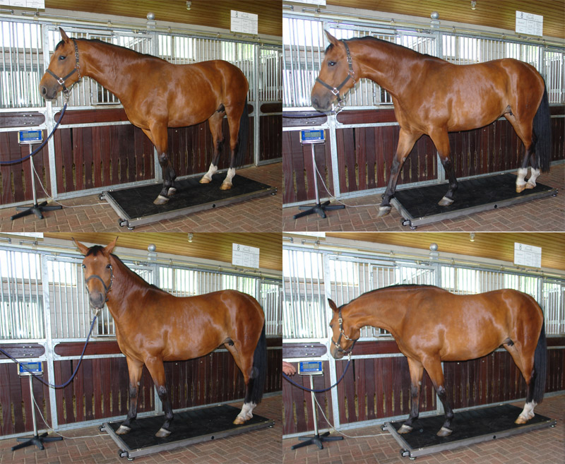 Tehtnica za konje do 1500kg - Klikni za zapri